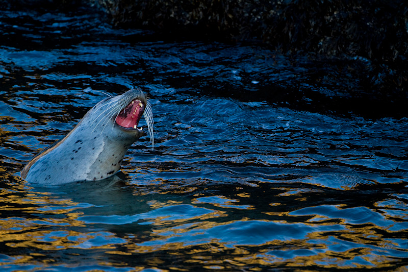 Harbor Seal In Water